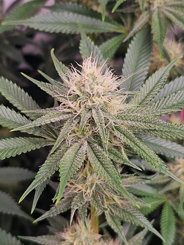 Growreport Bild 3
