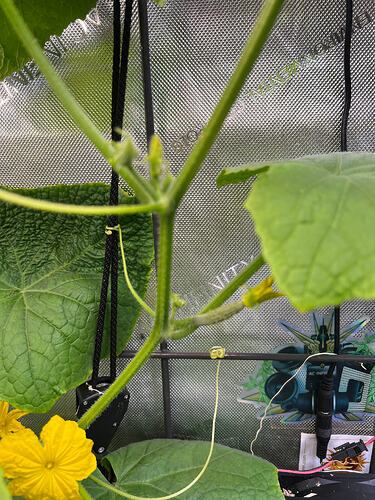 Nahaufnahme einer Gurkenpflanze mit gelben Blüten und Ranken in einem Growzelt.