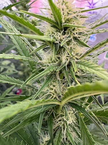 Growreport Bild 17