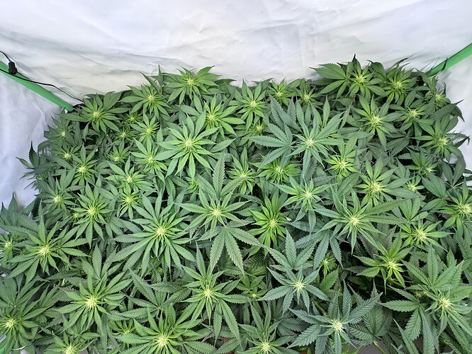 Growreport Bild 22