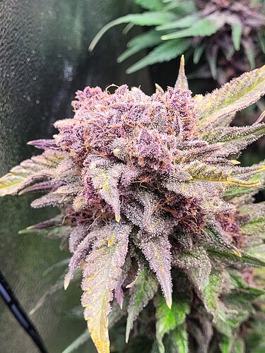 Growreport Bild 20