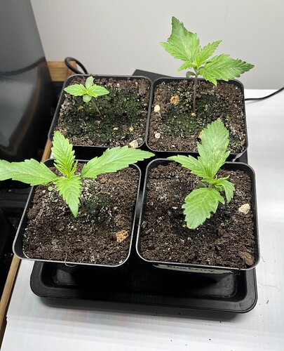 Growreport Bild 3