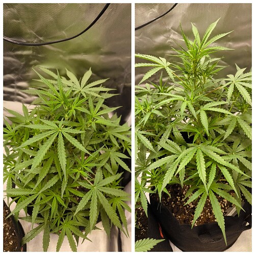 Growreport Bild 5