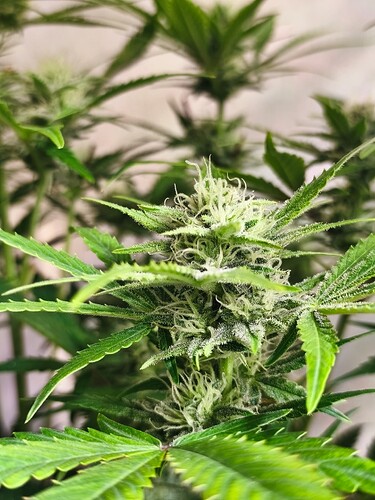 Growreport Bild 3