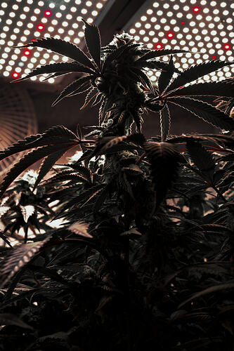 Growreport Bild 3