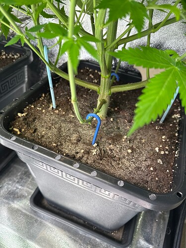 Growreport Bild 39