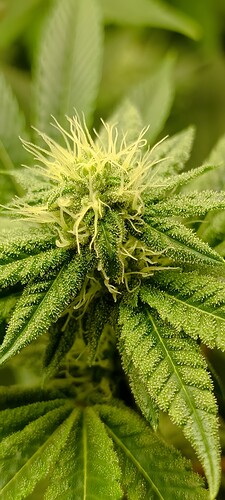 Growreport Bild 5