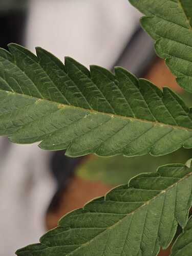 Growreport Bild 17