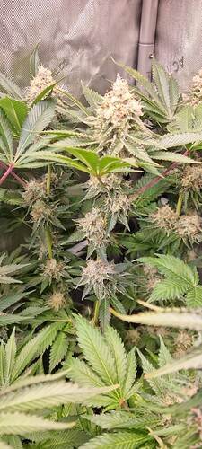 Growreport Bild 38