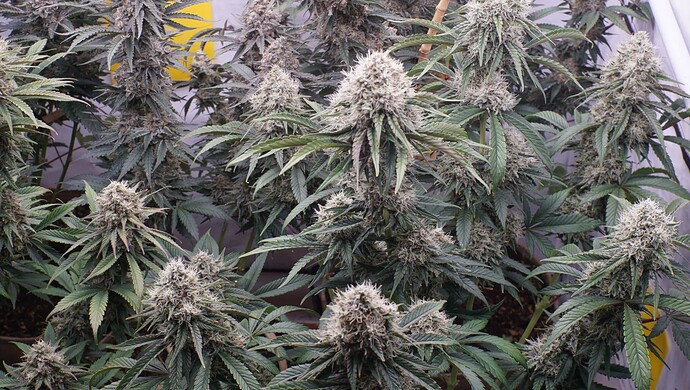 Growreport Bild 6