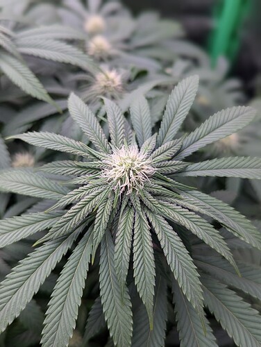 PXL_20241017_194133001.PORTRAIT