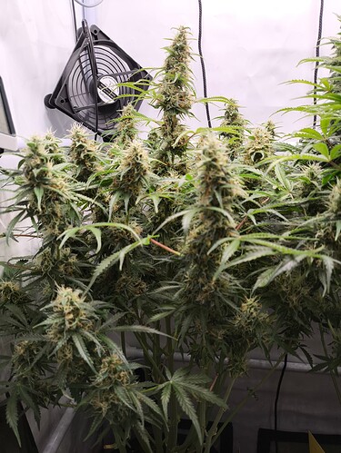 Growreport Bild 6