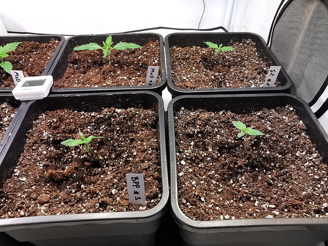 Growreport Bild 15