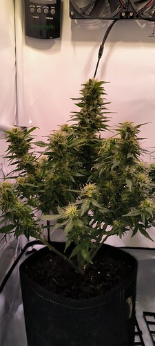 Growreport Bild 8