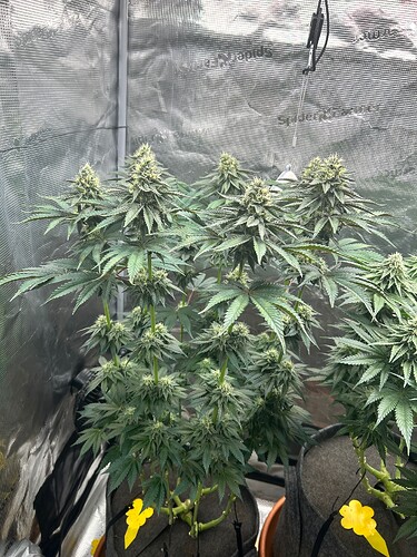 Growreport Bild 14
