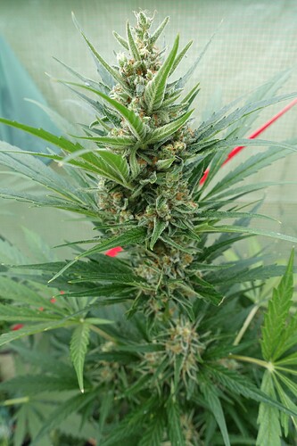 Growreport Bild 21