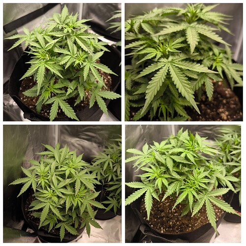 Growreport Bild 9