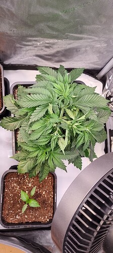 Growreport Bild 23