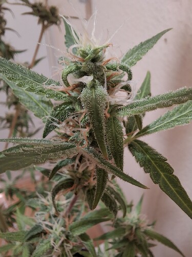Growreport Bild 225