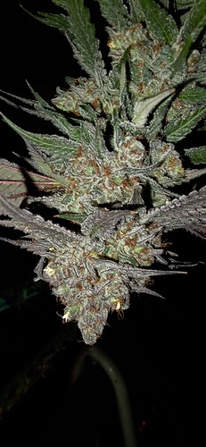 Growreport Bild 48