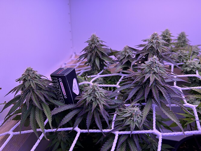 Mehrere Cannabis-Pflanzen in der Blütephase, die durch ein Scrog-Netz wachsen, mit einer Gizeh-Packung als Größenvergleich.