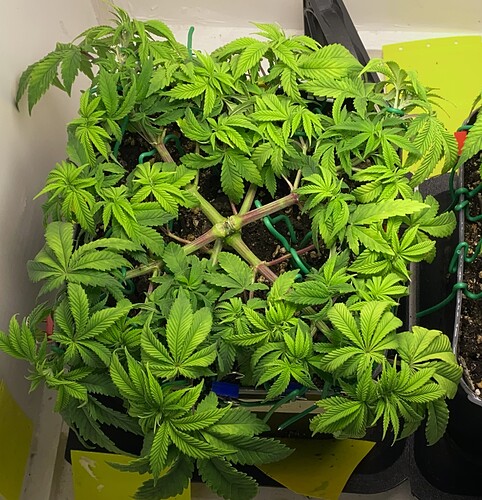 Growreport Bild 10
