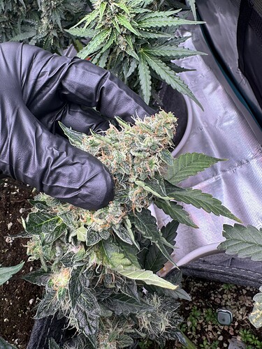 Growreport Bild 18