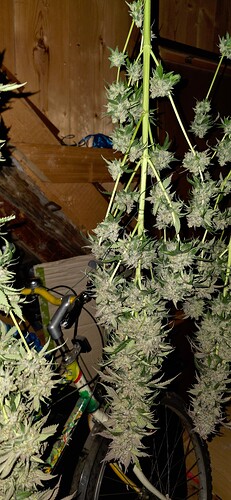 Growreport Bild 55