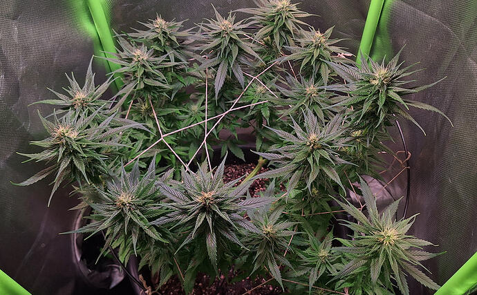 Growreport Bild 4