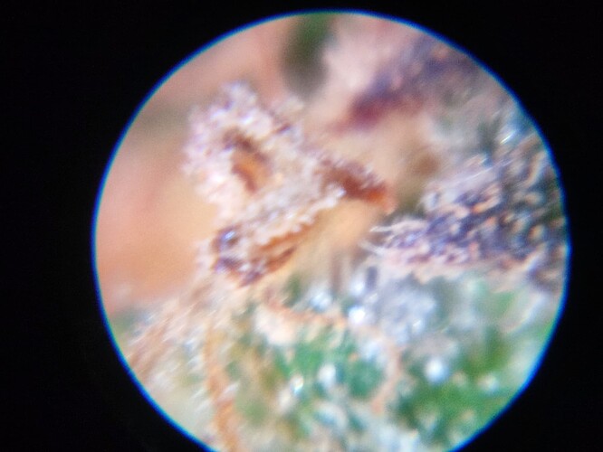 Growreport Bild 34