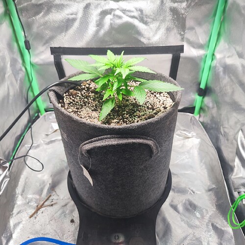 Growreport Bild 2