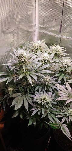 Growreport Bild 7