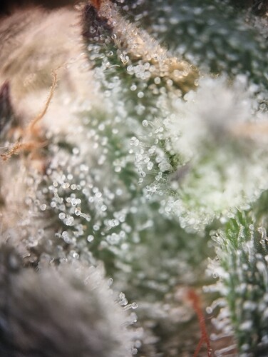 Growreport Bild 19