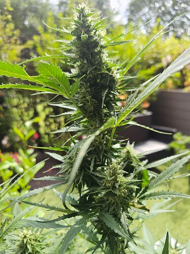 Growreport Bild 7