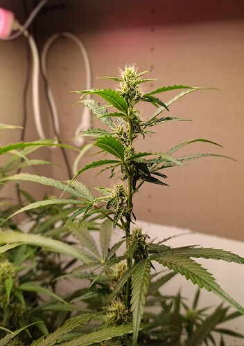 Growreport Bild 25
