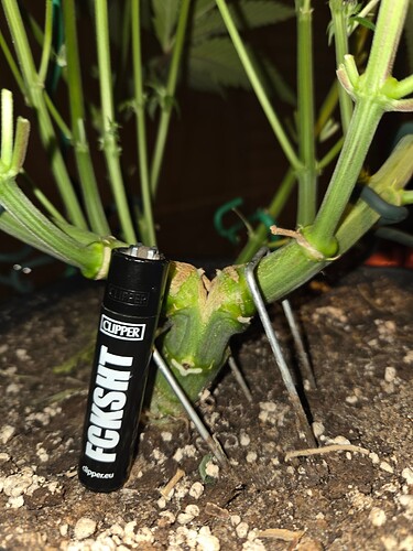 Growreport Bild 7