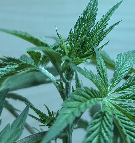 Growreport Bild 1