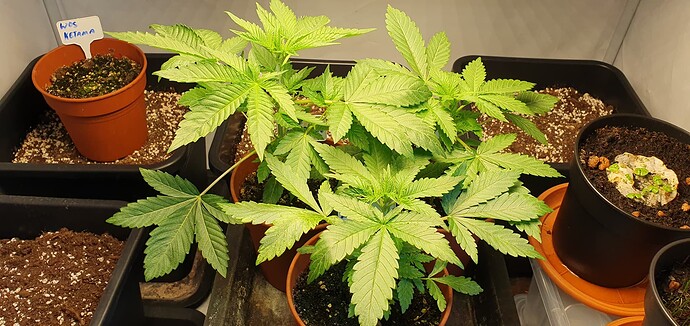 Growreport Bild 1