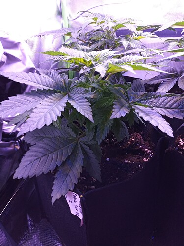 IMG_20240312_102011_984