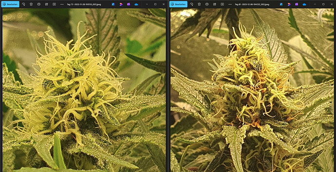 Growreport Bild 7