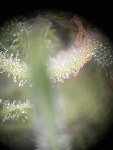 Growreport Bild 8