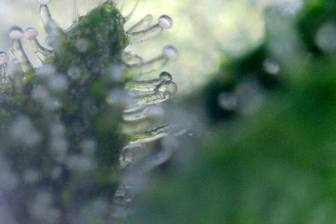 trichome_maui_2