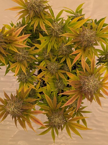 PXL_20240706_160614887