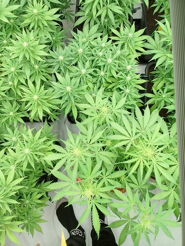 Growreport Bild 13