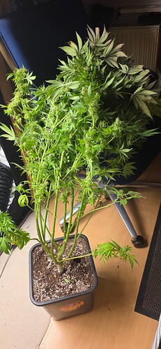 Growreport Bild 17