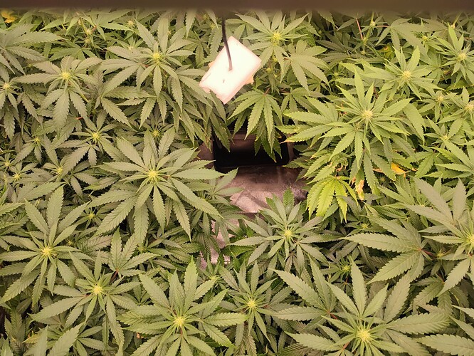 Growreport Bild 10