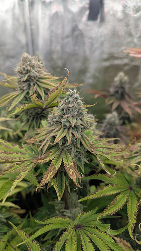 Nahaufnahme eines Cannabis-Buds in der Blütephase, umgeben von Blättern. Der Bud ist dicht und mit Trichomen bedeckt, während die Blätter Anzeichen von Nährstoffmangel oder Verbrennungen aufweisen.