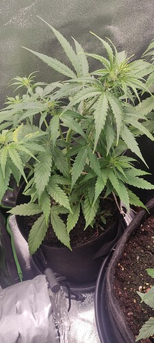 IMG_20240606_210436