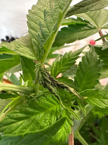 Growreport Bild 41
