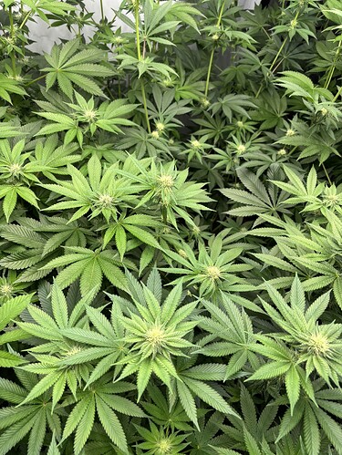Growreport Bild 9
